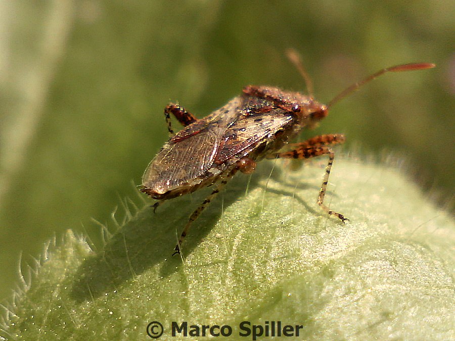Emittero con zampe rigate da ID - Rhopalus subrufus